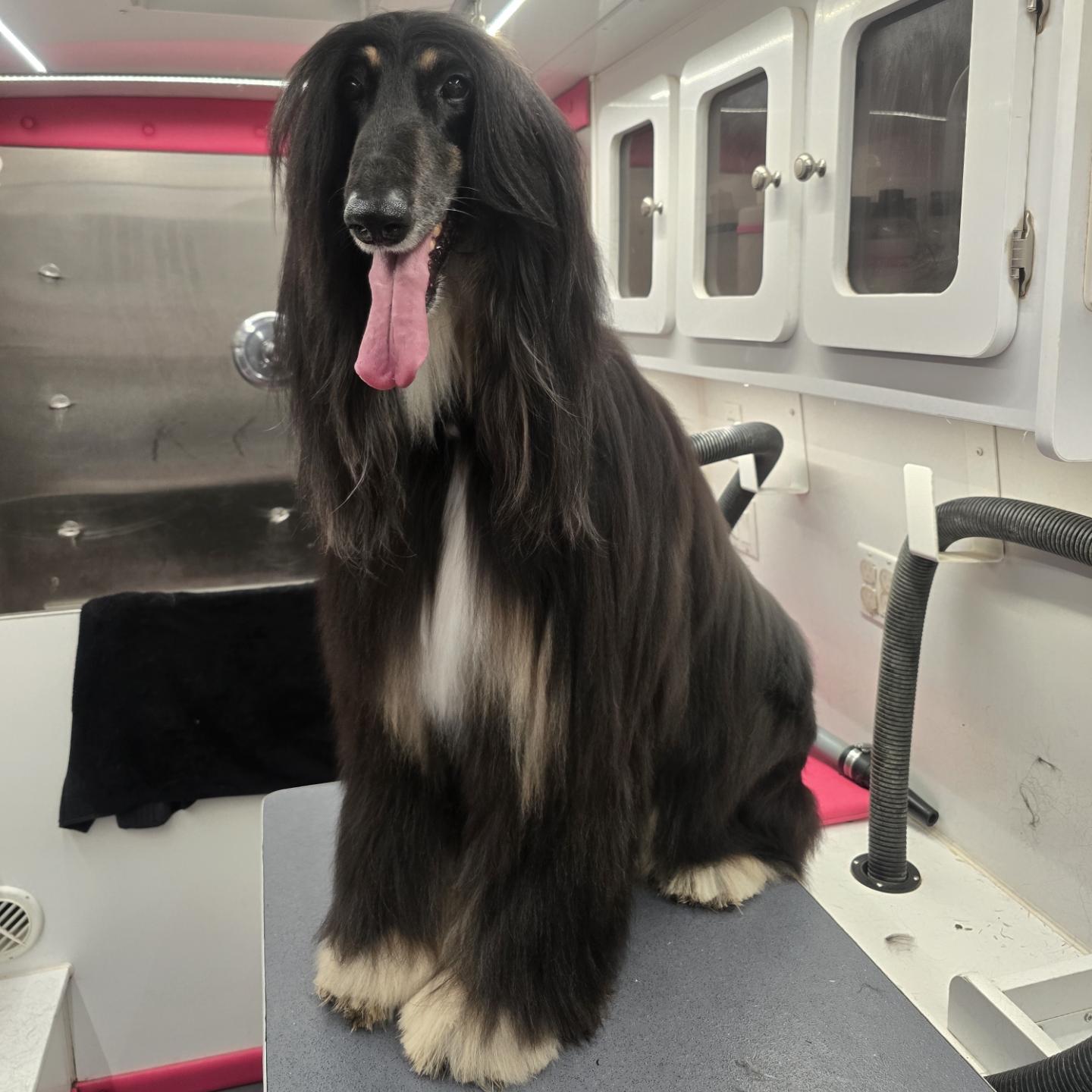 Long-coated dog freshly groomed