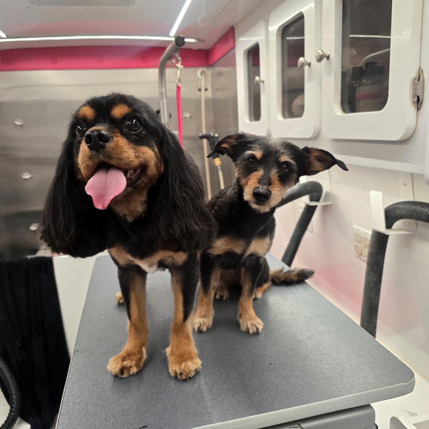Cavalier and terrier groomed together