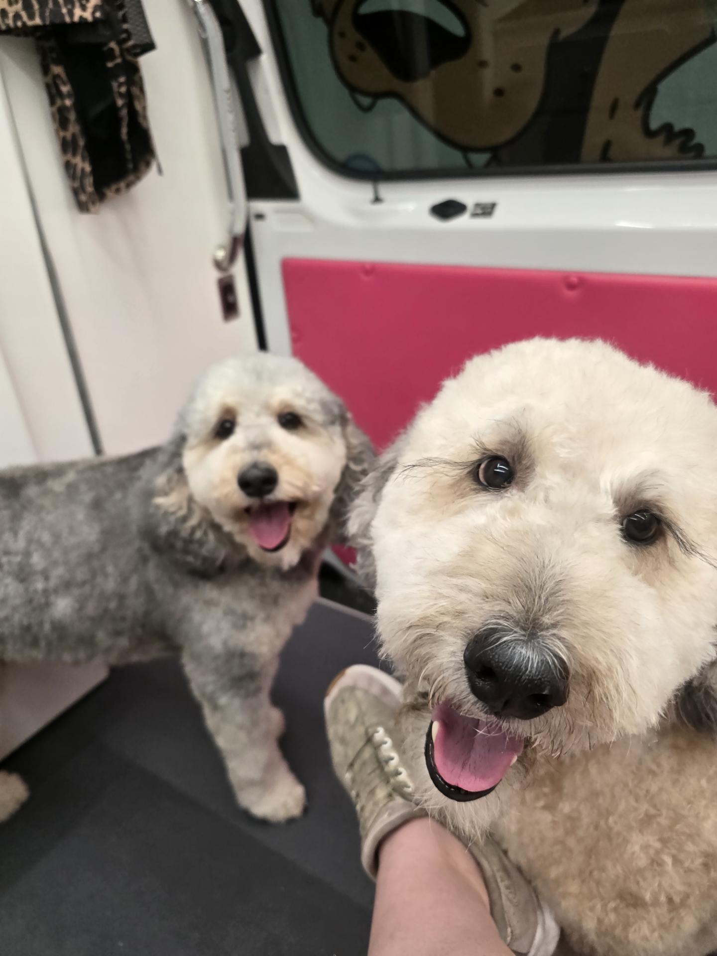 Two happy freshly groomed doodles