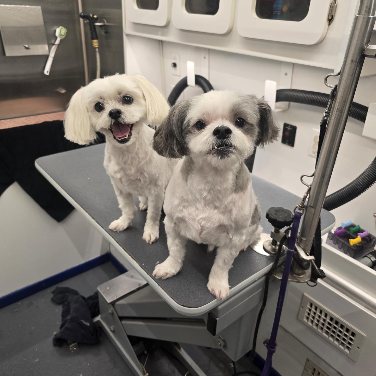 Two small fluffy dogs after grooming